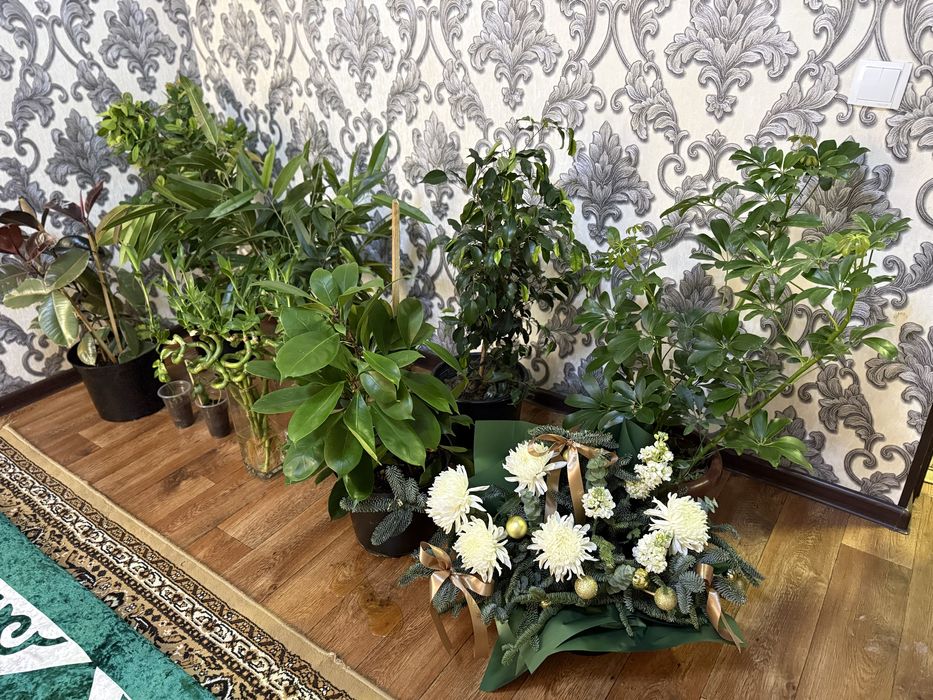 Цветы растения комнатные