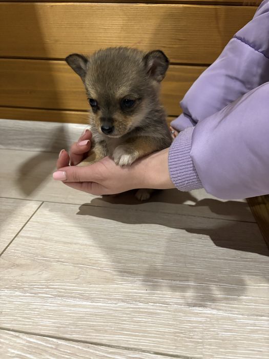 Кученца Померан Шпиц, Казанлък