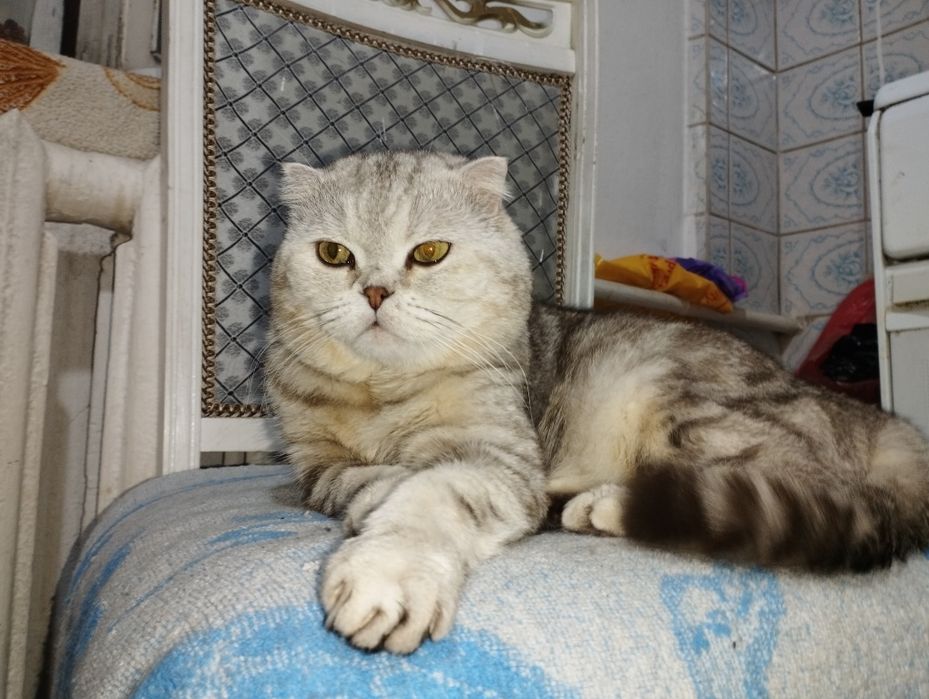 Кот. Вязка. Скоттиш фолд.