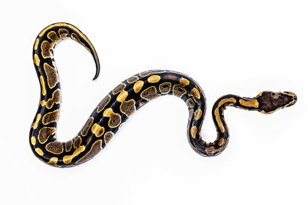 Pitoni Regali (Python Regius)