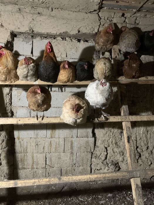 Продам домашних кур