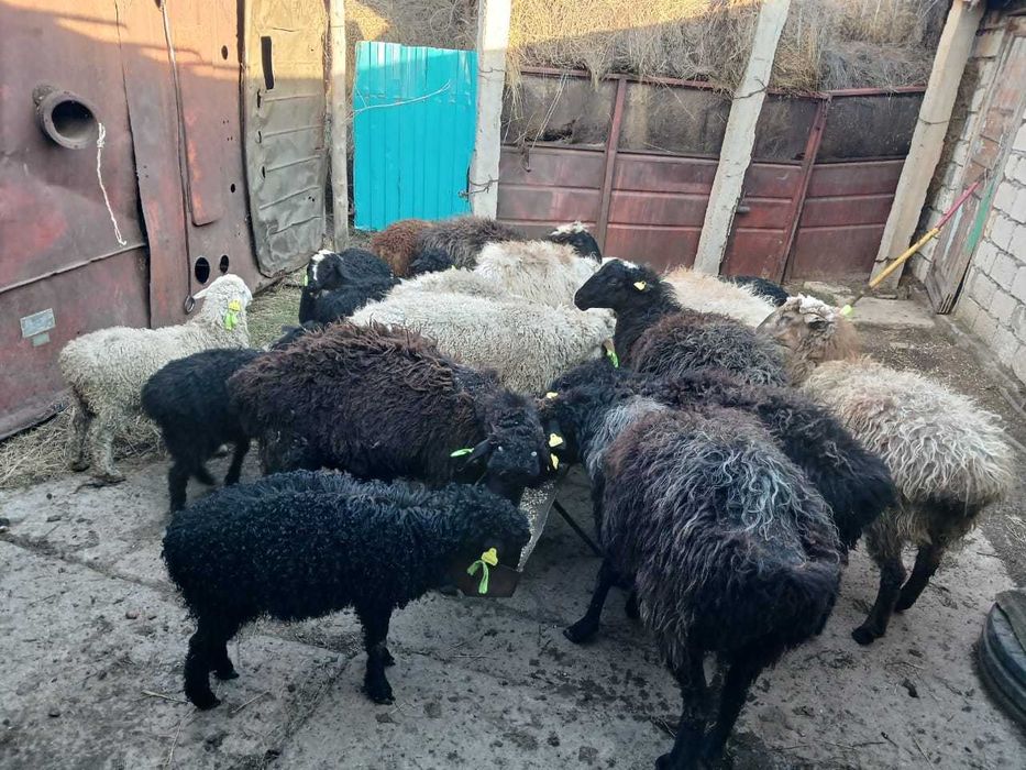 Продам баранов с барашатами