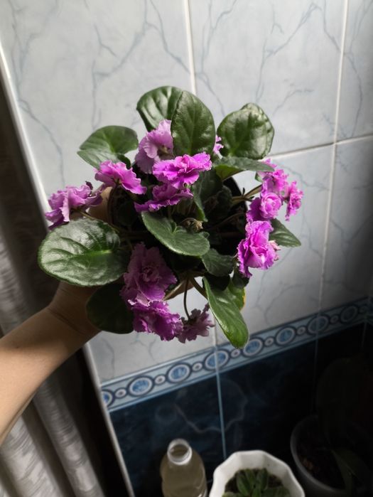 Денежное дерево и цветущие фиалки