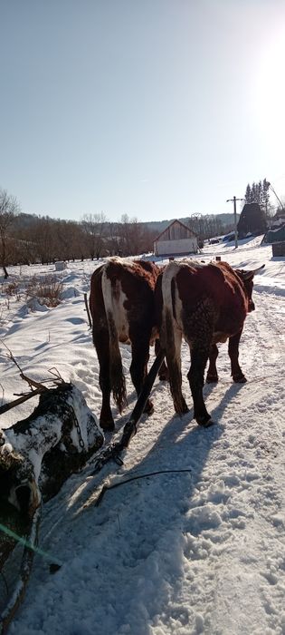 Vind boi la garanție pentru  muncile agricole