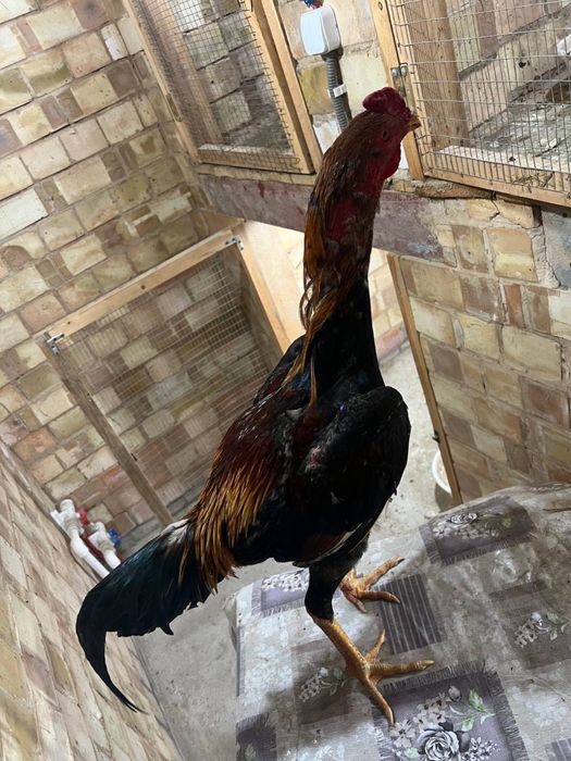 Dakan xoroz sotiladi