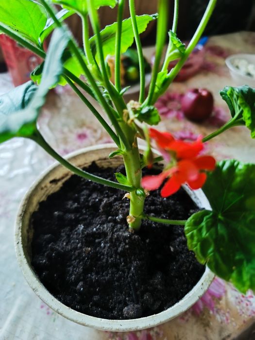 Продам молодую герань