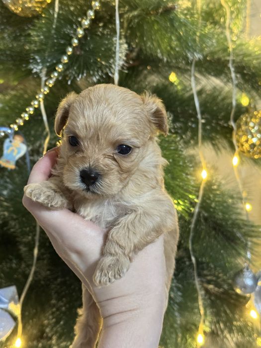 Щенки мальтипу ф1