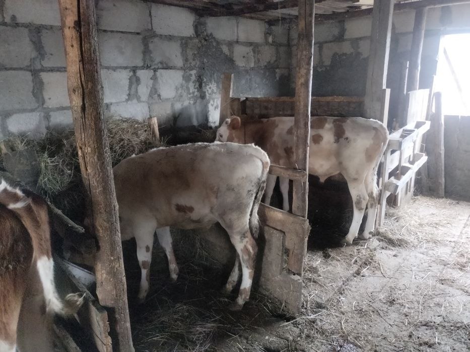 Продам телят бычки сименталы