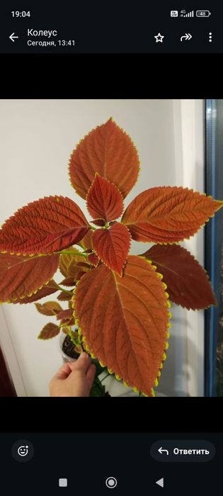 Комнатные растения