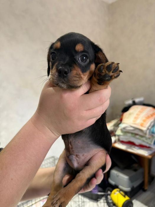 Малыши в поисках дома