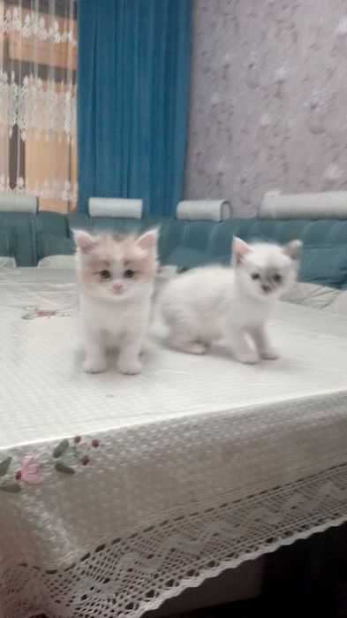 Котята продаются Скоттиш Страйт