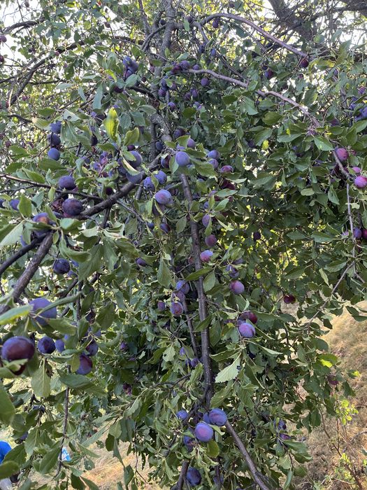 Vand prune proaspete