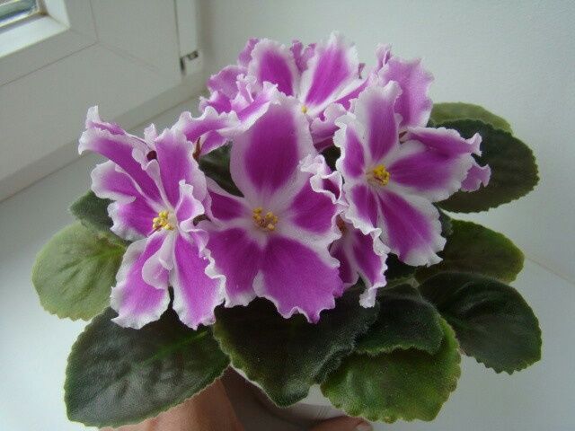 Стартеры красивейших фиалок