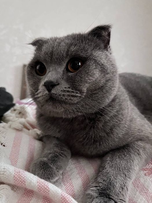 Сотилмайди!!  вязкага аёл мушук керак