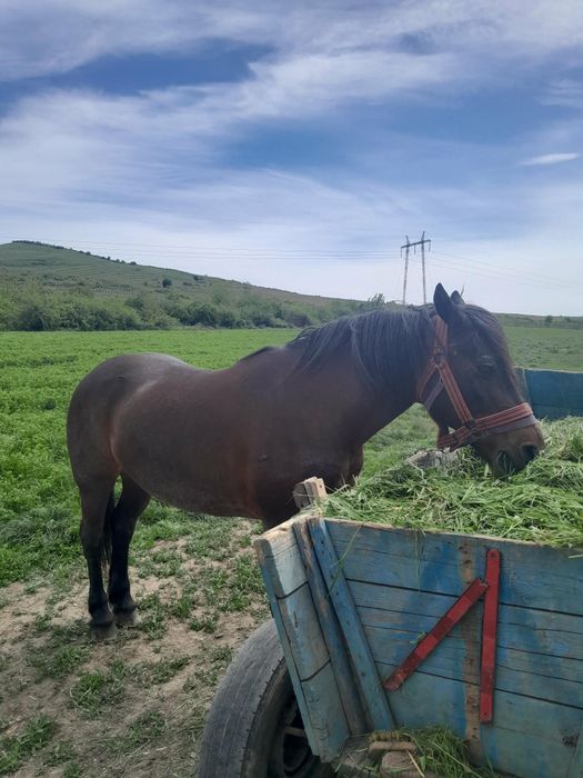 Iapă gestantă de vânzare