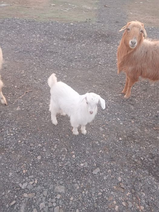 Ешкілер сатылады сүтті