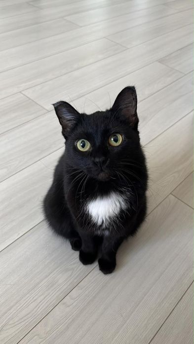 Кошечка в добрые руки