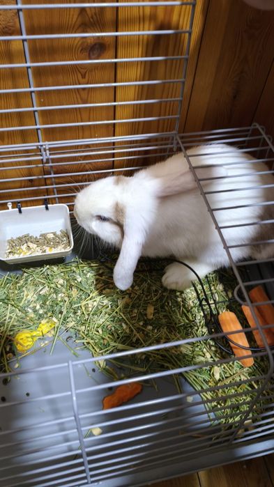 Продам домашний декоративный кролик