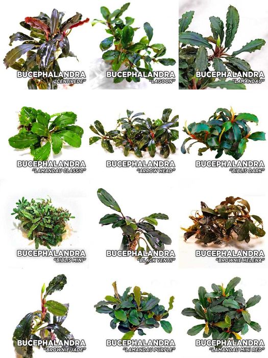 Bucephalandra – Superbe. Stoc limitat.