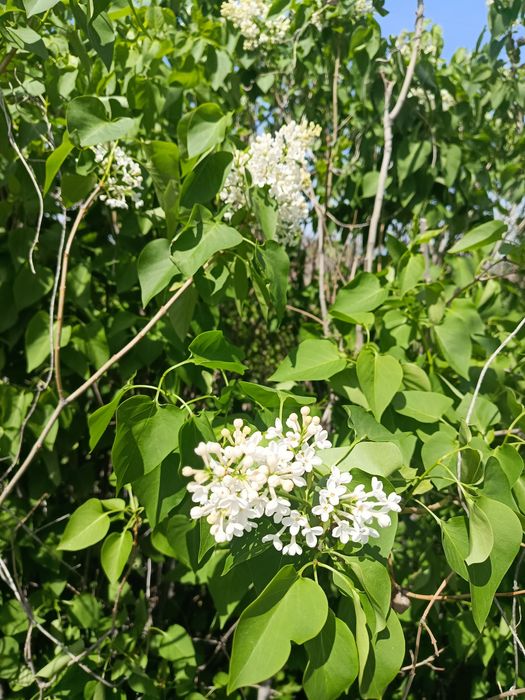 Сирень свежая по 350