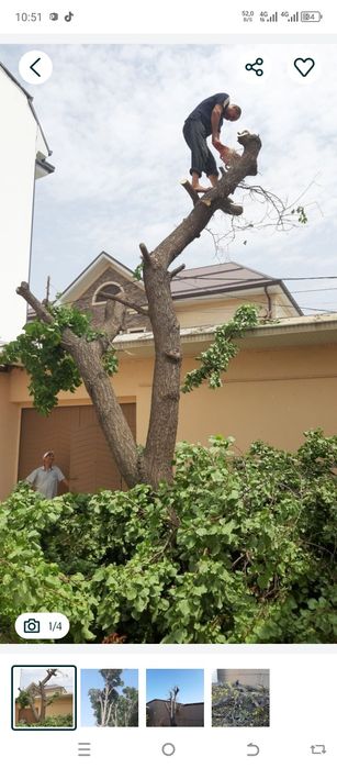 Daraxt kesish xizmati penzi pela kesish