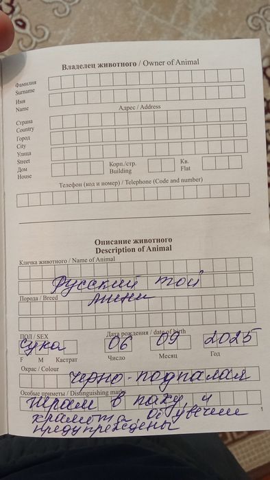 Русский той терьер