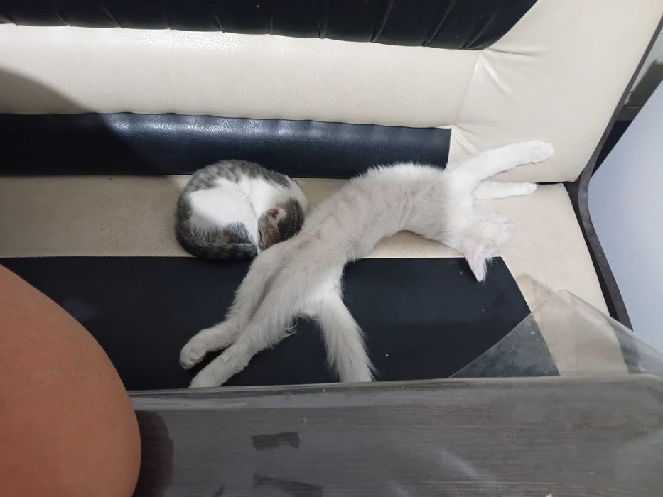 Таза Мысықтар бар.