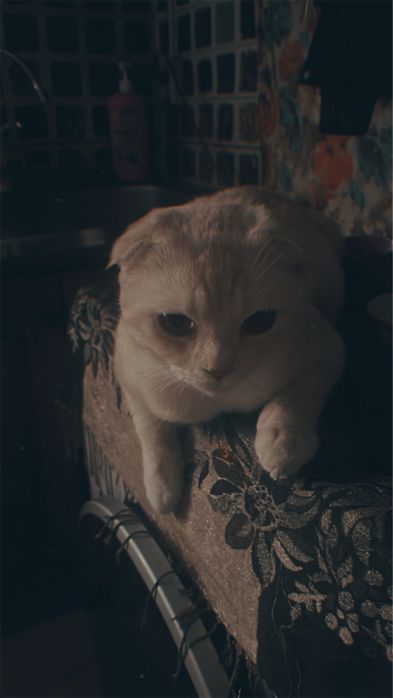 Ищем девочку, для вислоухого британца.