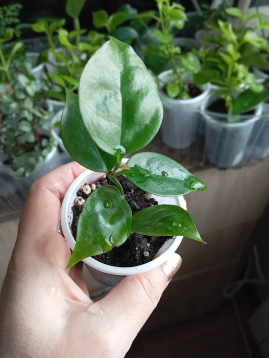 Отростки комнатных растений