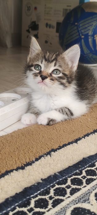 Марғау тегін беремін