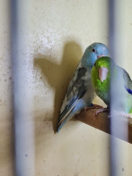 vand papagali forpus