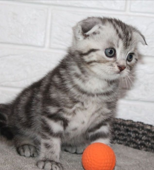 Шотландские Вислоушки