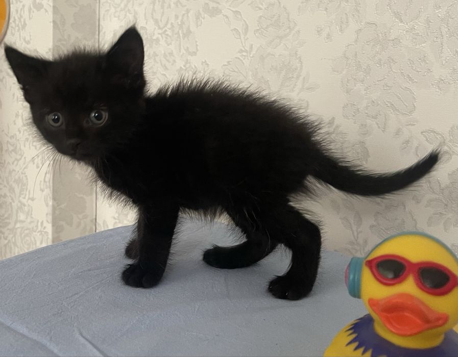 Котенок мальчик ищет дом