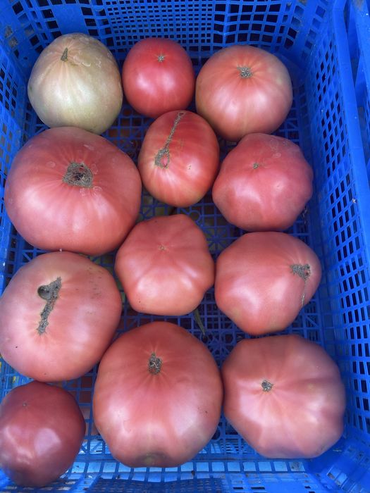 Продам Семена  крупноплодных помидор