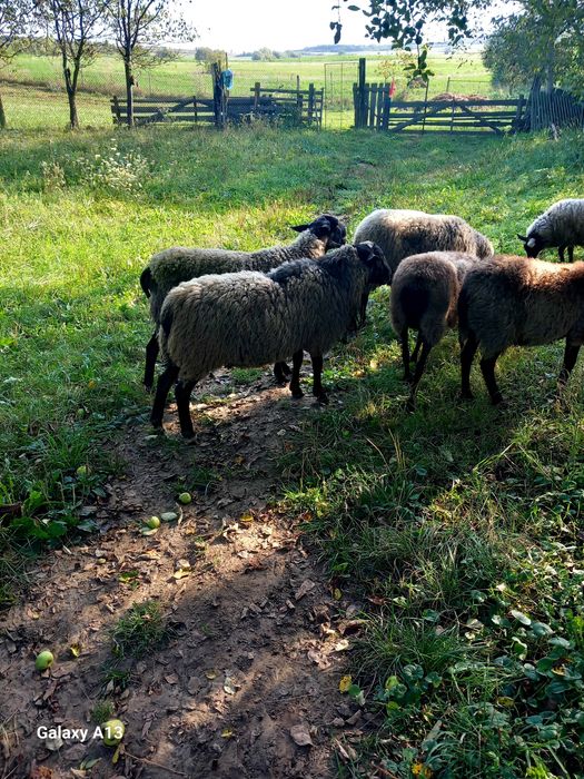 Vînd Berbec Romanov