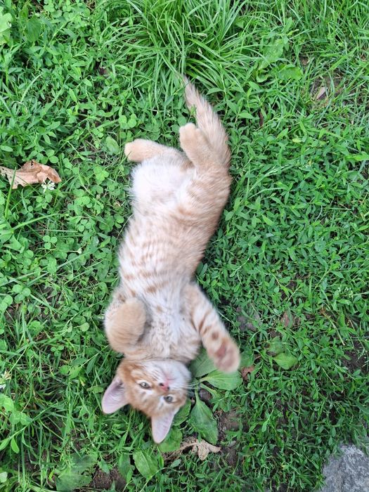 Рыжий котик даром