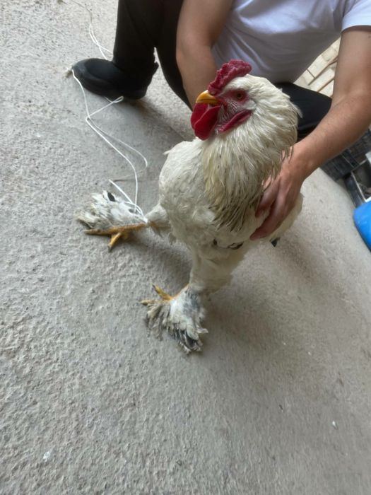 Хурозлар бор зотли