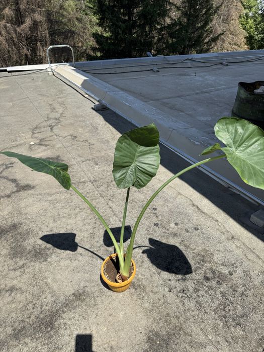 Стайни цветя за дома или офиса