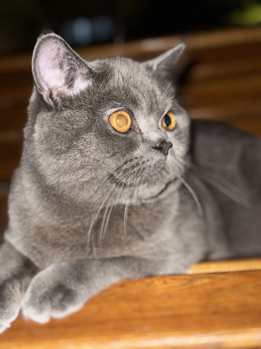 Qaysi rus yulduzining tukli mushuki bor?