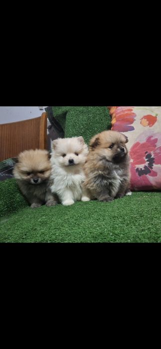 Померан мини померанчета