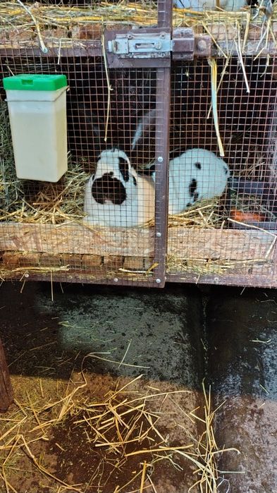 Mascul fluture german