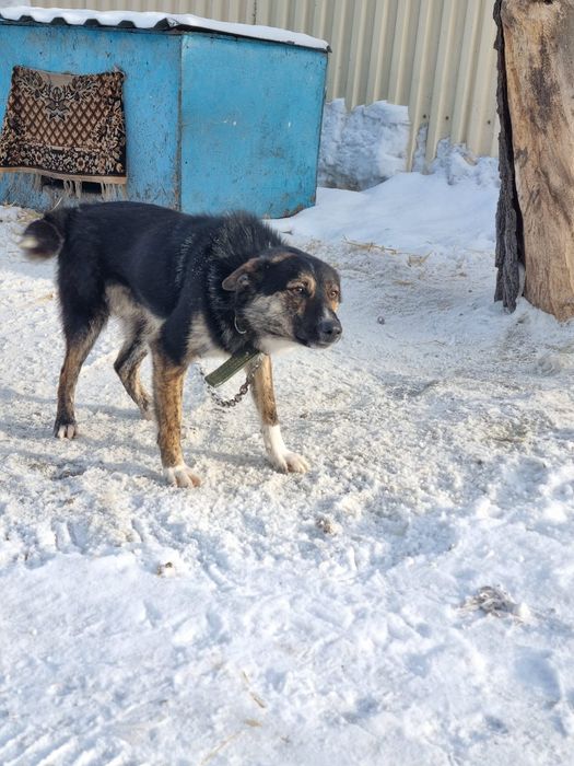 Дарю в добрые и ответственные руки