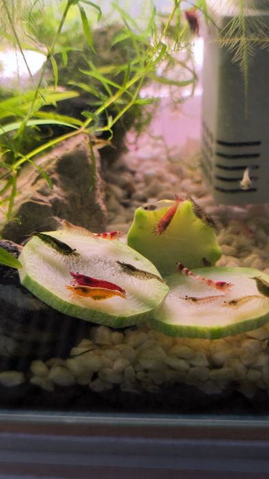 Creveți - Plante Acvariu - Melci asasini