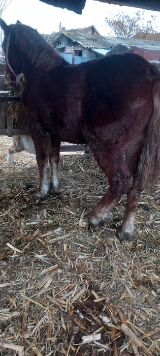 Mînz de 8 luni cuminte