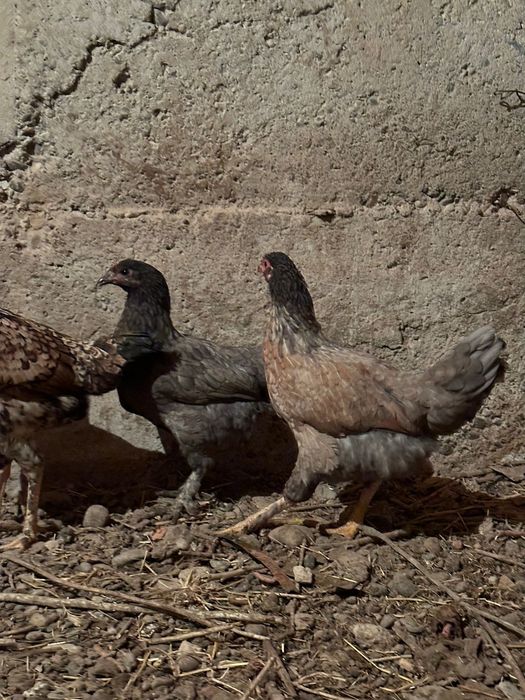 Бойцовый тауыктар сатылады