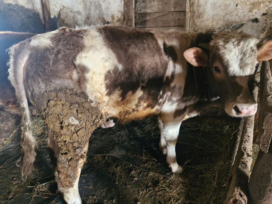 Продам быков откормленные