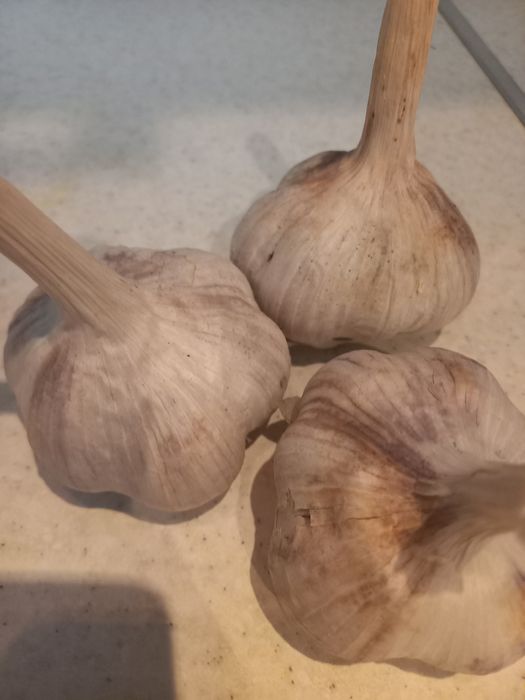 Продам чеснок домашний