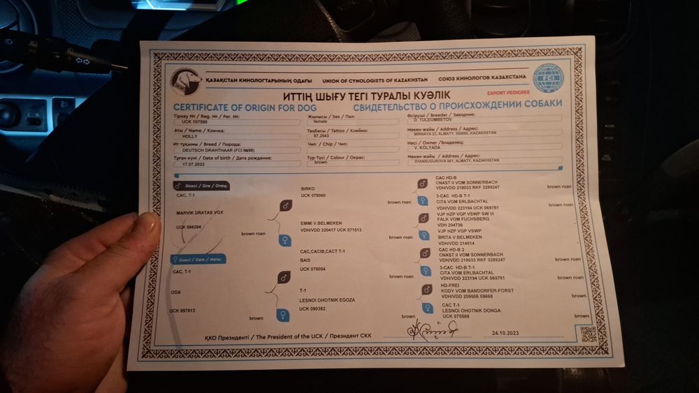 В продаже Дратхаар сука