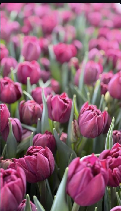 Тюльпаны , тюльпаны оптом и в розницу