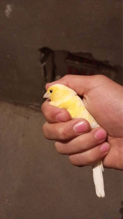 Narlar kanareykalar sotiladi narla